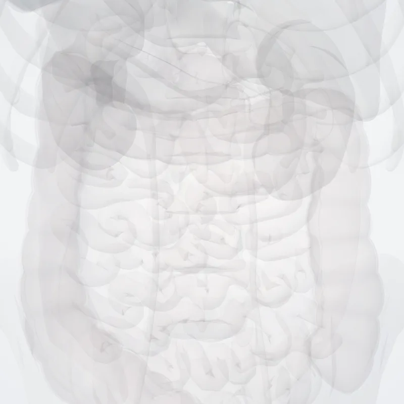 Anterior layer of thoracolumbar fascia (Lamina anterior fasciae thoracolumbaris) highlighted in a 3D model of the human body