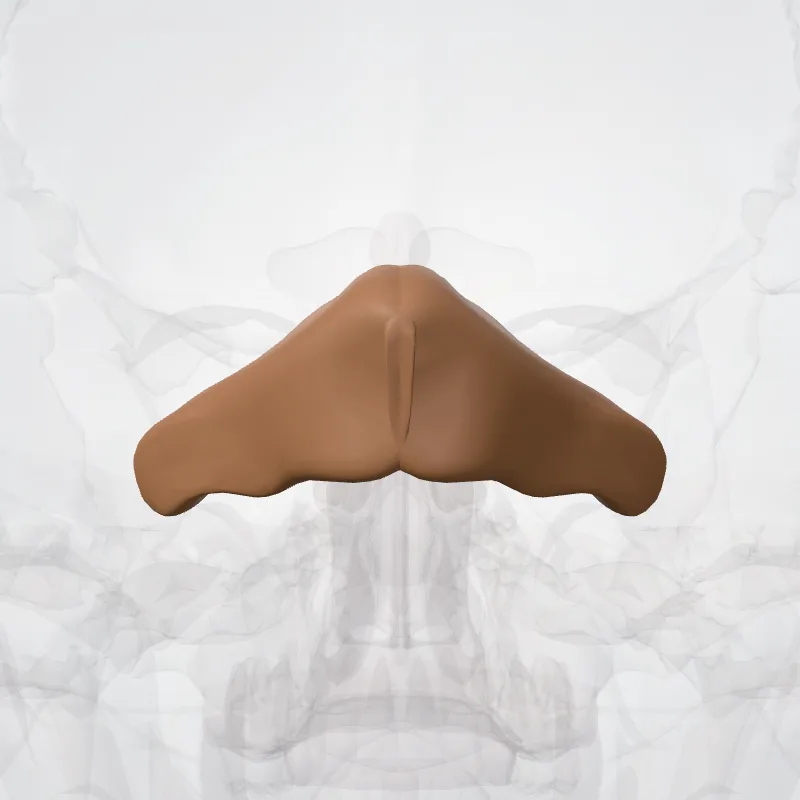 Lobulus quadrangularis anterior (Anterior quadrangular lobule) hervorgehoben in einem 3D-Modell des menschlichen Körpers