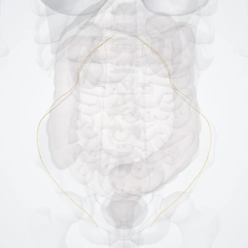 Anterior rami of lumbar nerves (Rami anteriores nervorum lumbalium) highlighted in a 3D model of the human body