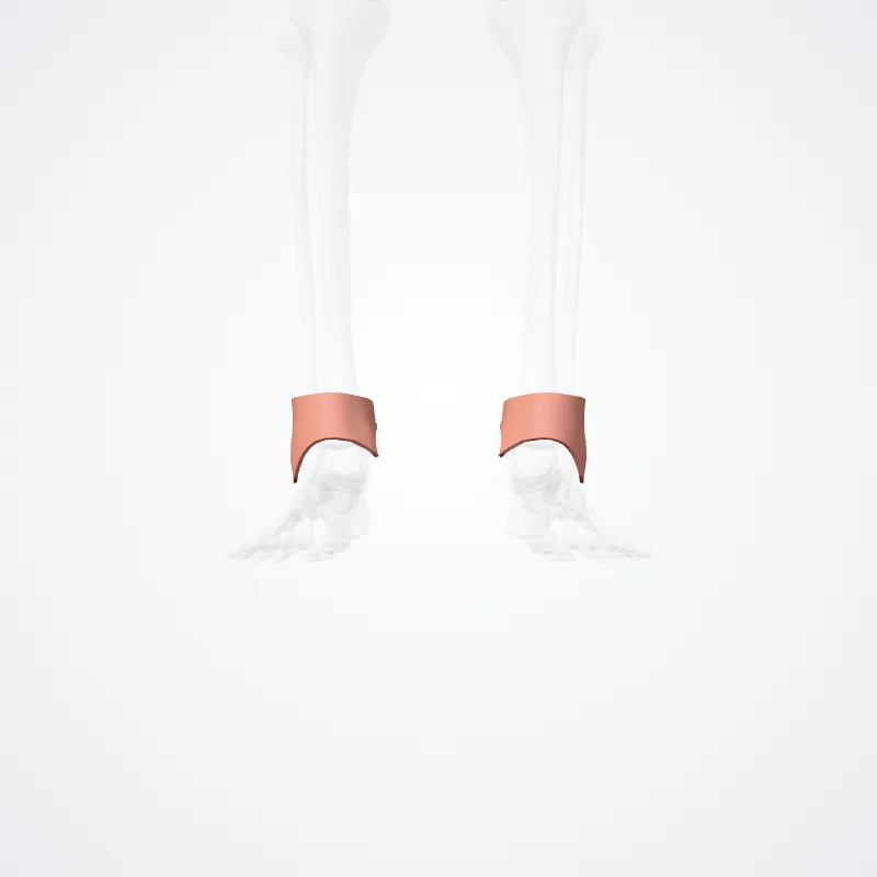 Regio anterior tali (Anterior region of ankle) hervorgehoben in einem 3D-Modell des menschlichen Körpers