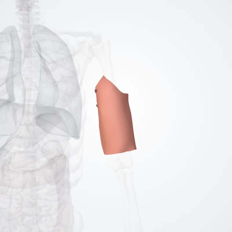 Regio anterior brachii (Anterior region of arm) hervorgehoben in einem 3D-Modell des menschlichen Körpers