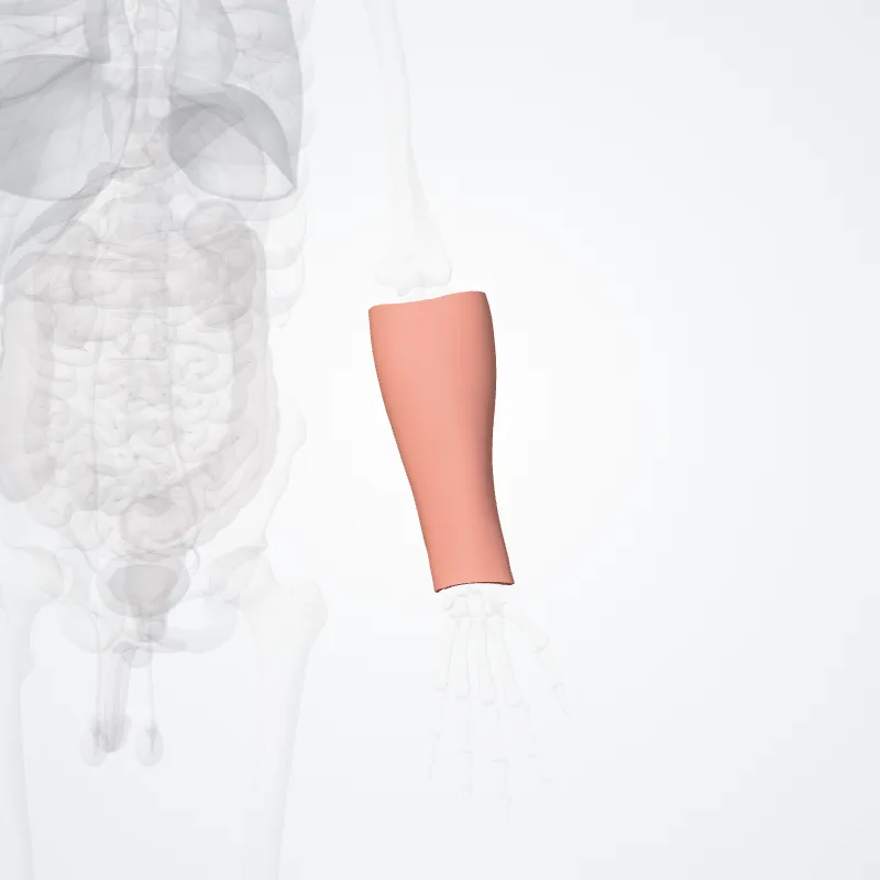 Anterior region of forearm (Regio anterior antebrachii) highlighted in a 3D model of the human body
