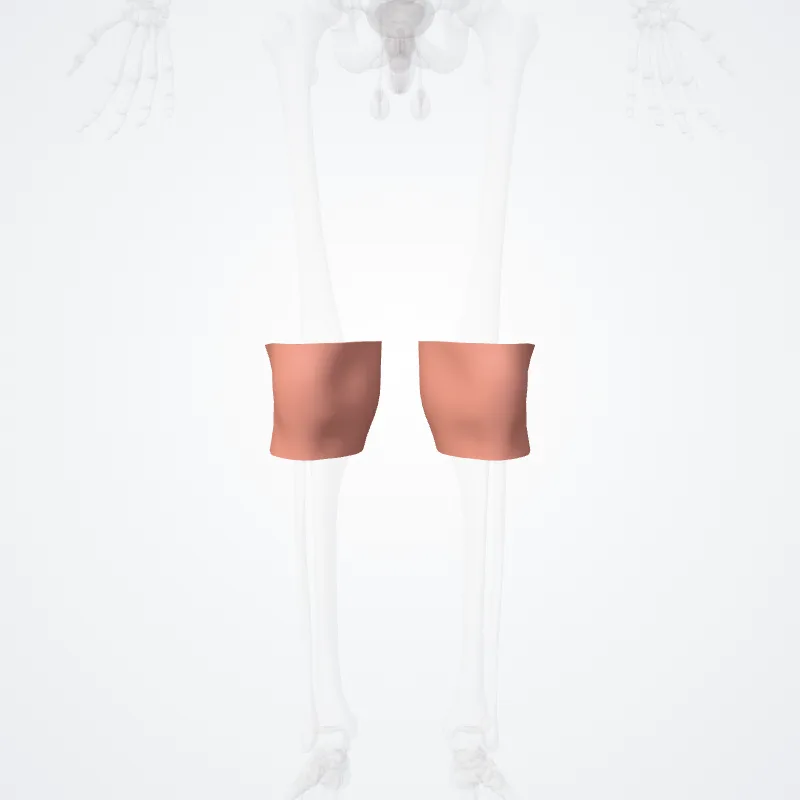 Regio anterior genus (Anterior region of knee) hervorgehoben in einem 3D-Modell des menschlichen Körpers