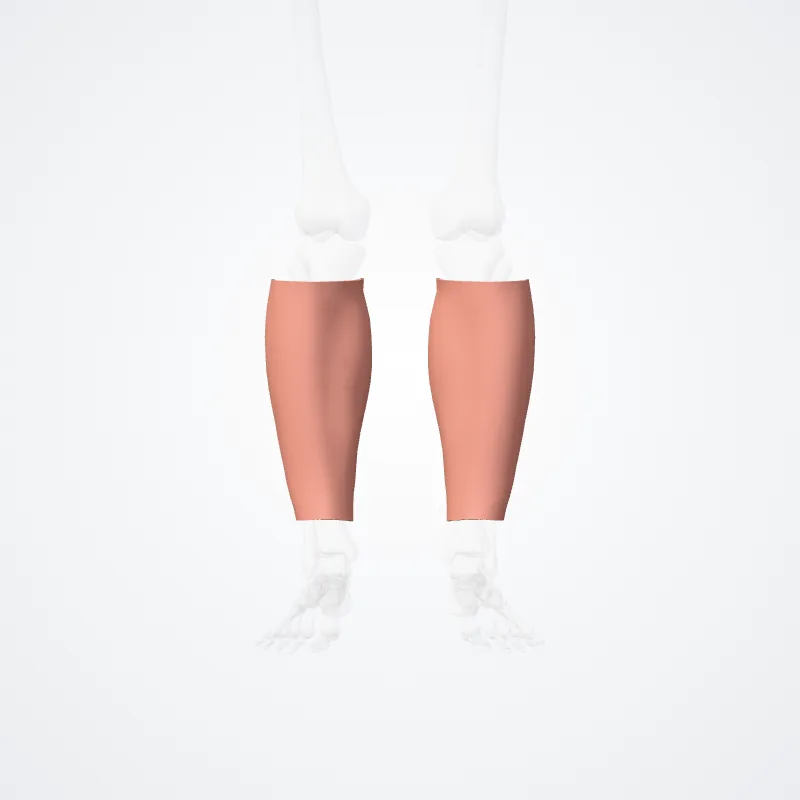 Anterior region of leg (Regio anterior cruris) highlighted in a 3D model of the human body