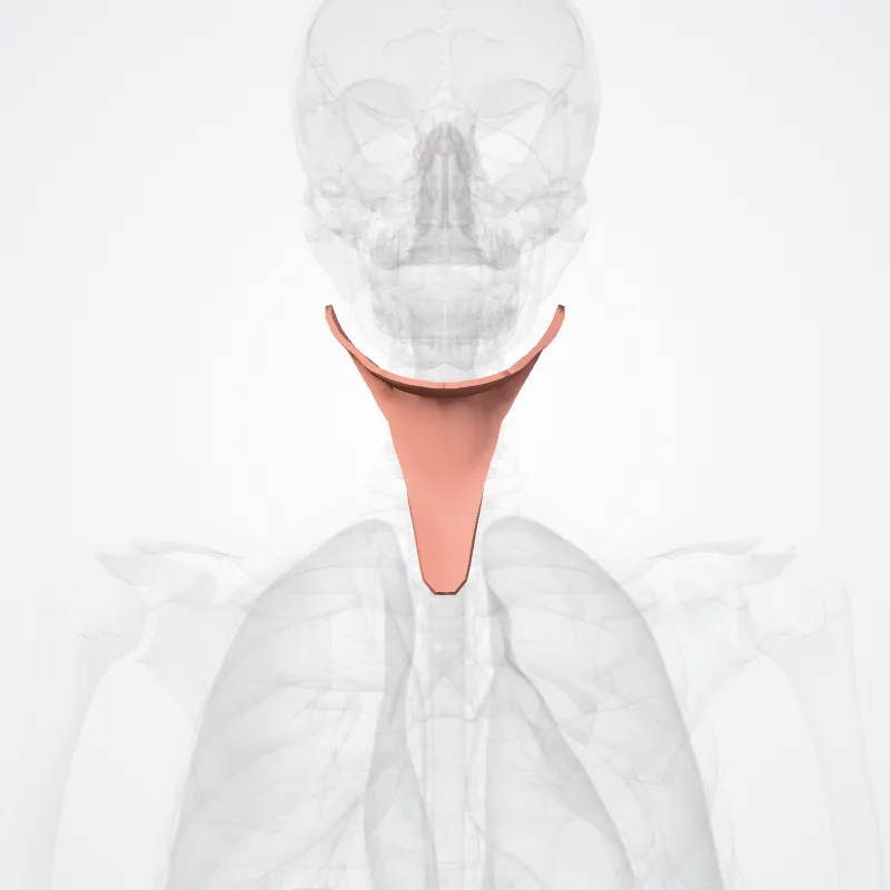 Regio anterior colli (Anterior region of neck) hervorgehoben in einem 3D-Modell des menschlichen Körpers