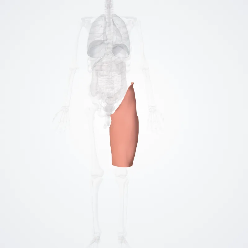 Anterior region of thigh (Regio anterior femoris) highlighted in a 3D model of the human body