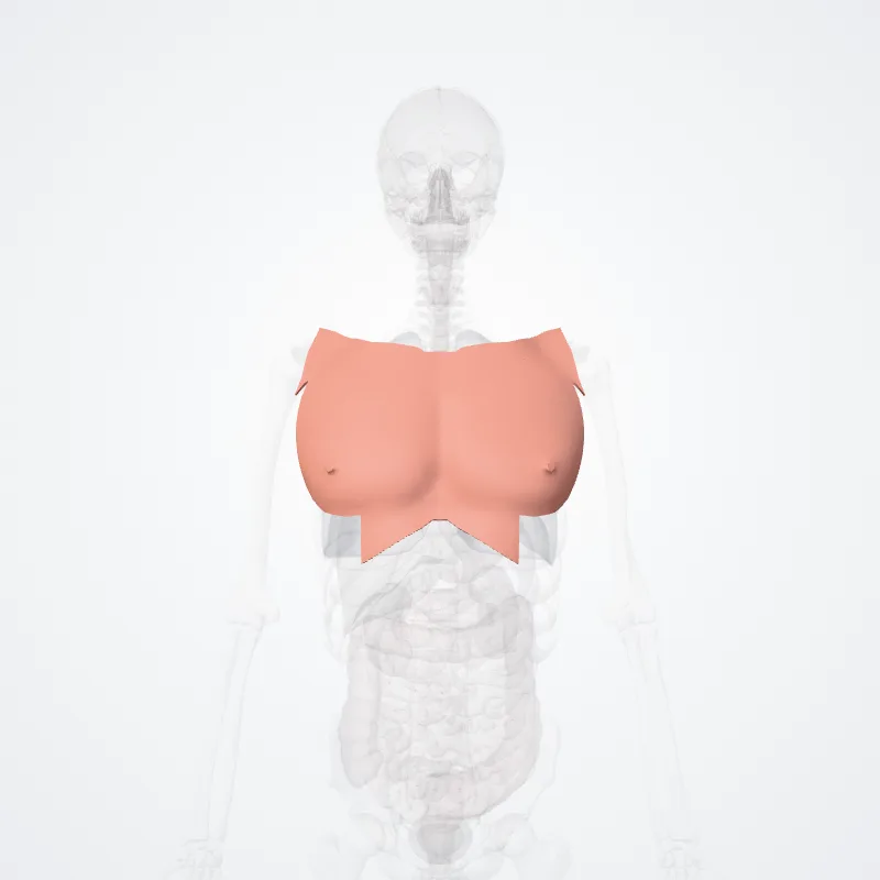 Regio anterior thoracis (Anterior region of thorax) hervorgehoben in einem 3D-Modell des menschlichen Körpers