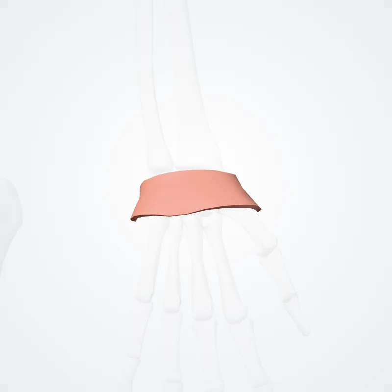 Anterior region of wrist (Regio anterior carpi) highlighted in a 3D model of the human body