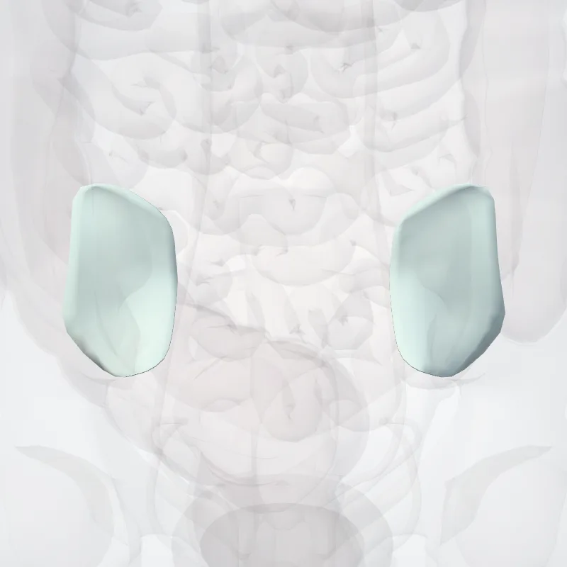 Anterior sacro-iliac ligament (Ligamentum sacroiliacum anterius) highlighted in a 3D model of the human body