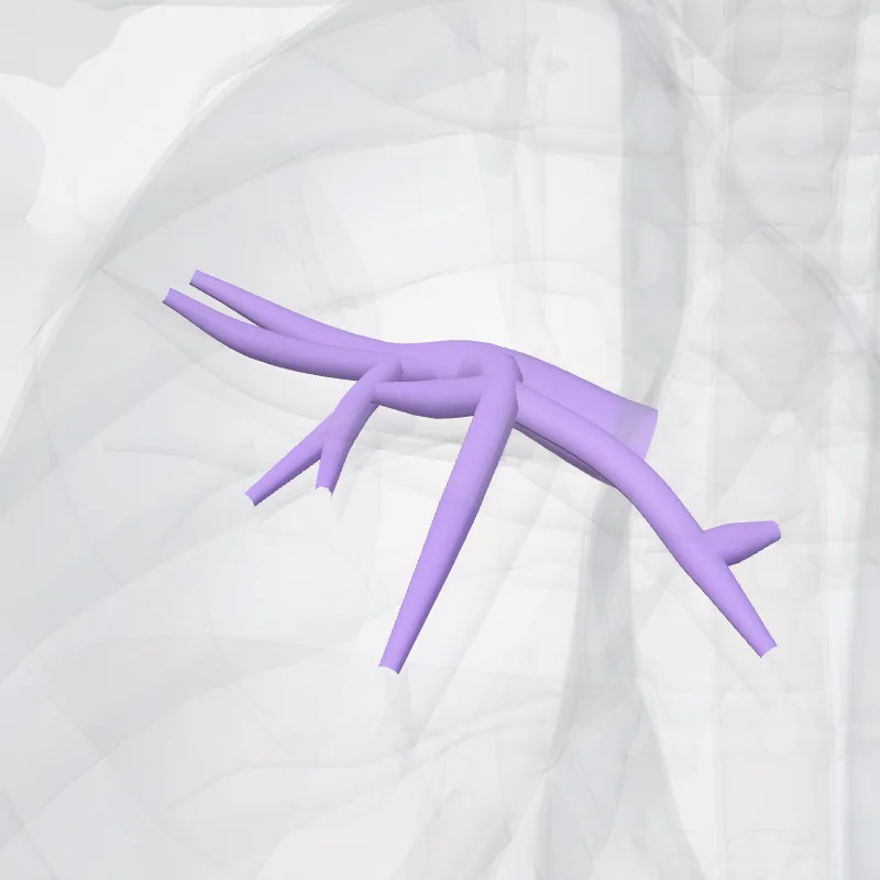 Anterior segmental artery of right lung (Arteria segmentalis anterior pulmonis dextri) highlighted in a 3D model of the human body