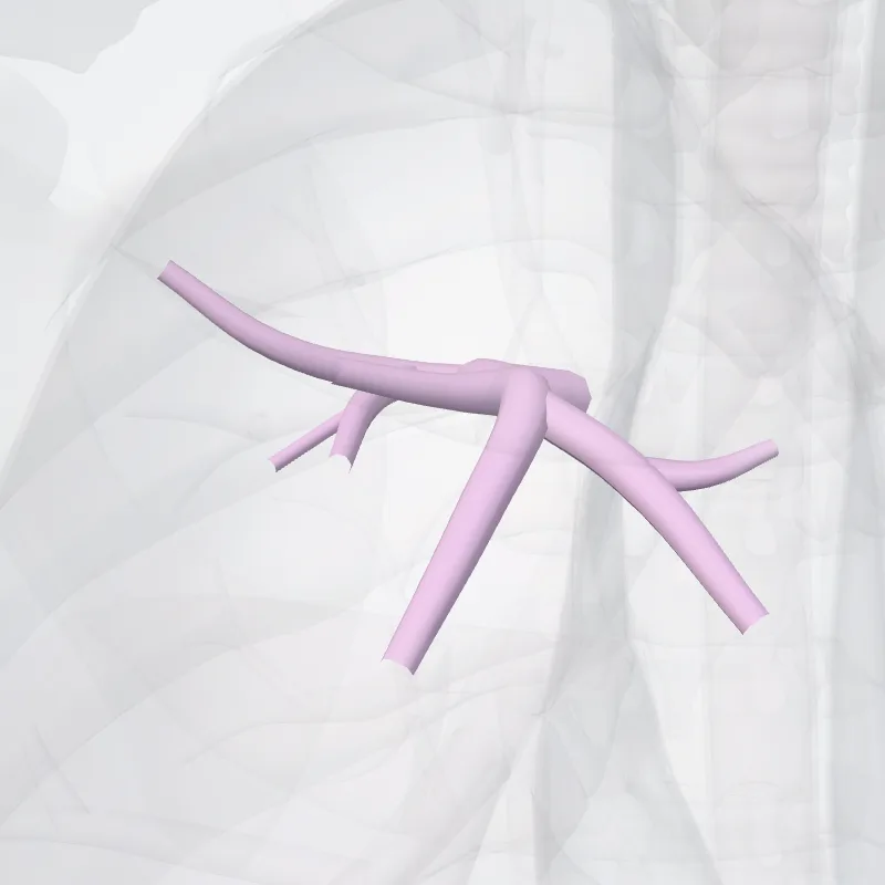 Bronchus segmentalis anterior pulmonis dextri (BIII) (Anterior segmental bronchus of right lung (BIII)) hervorgehoben in einem 3D-Modell des menschlichen Körpers