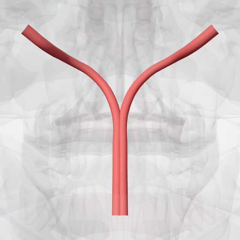 Arteria spinalis anterior (Anterior spinal artery) hervorgehoben in einem 3D-Modell des menschlichen Körpers