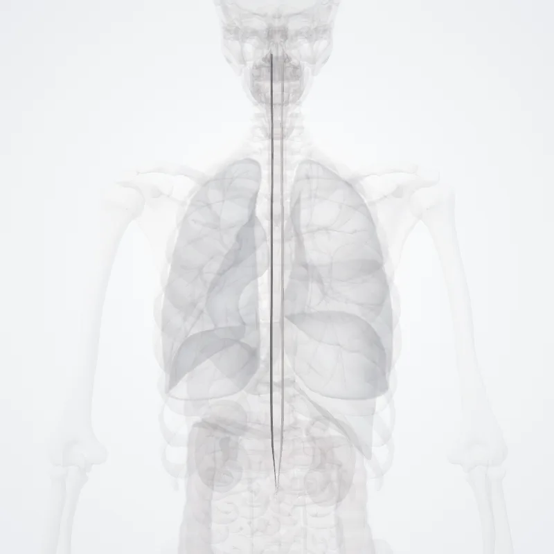 Tractus spinocerebellaris anterior (Anterior spinocerebellar tract) hervorgehoben in einem 3D-Modell des menschlichen Körpers