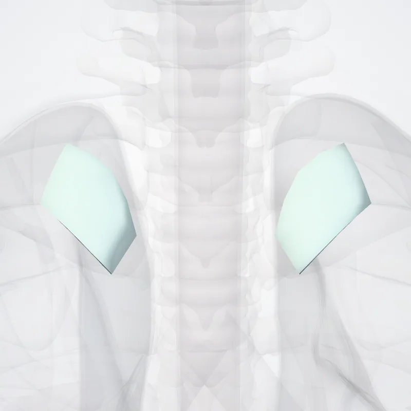 Ligamentum sternoclaviculare anterius (Anterior sternoclavicular ligament) hervorgehoben in einem 3D-Modell des menschlichen Körpers