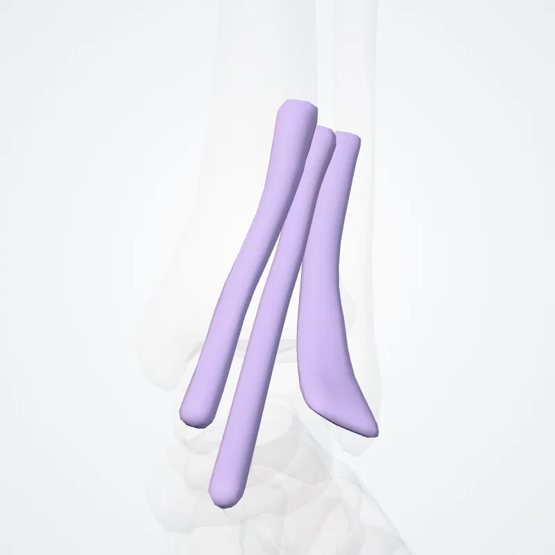 Anterior tarsal tendon sheaths (Vaginae tarseae anteriores tendinum) highlighted in a 3D model of the human body