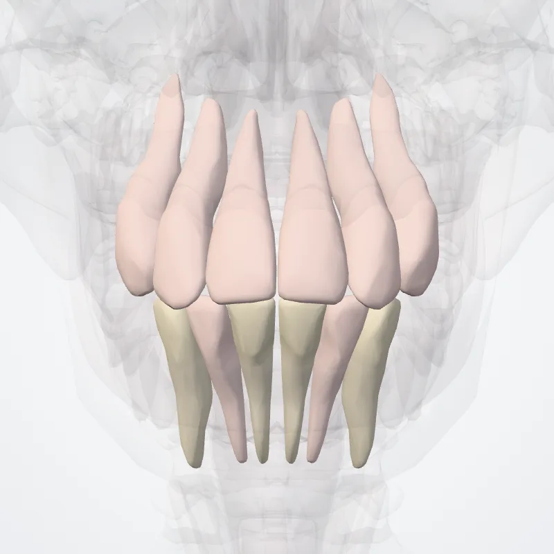 Dentes anteriores (Anterior teeth) hervorgehoben in einem 3D-Modell des menschlichen Körpers