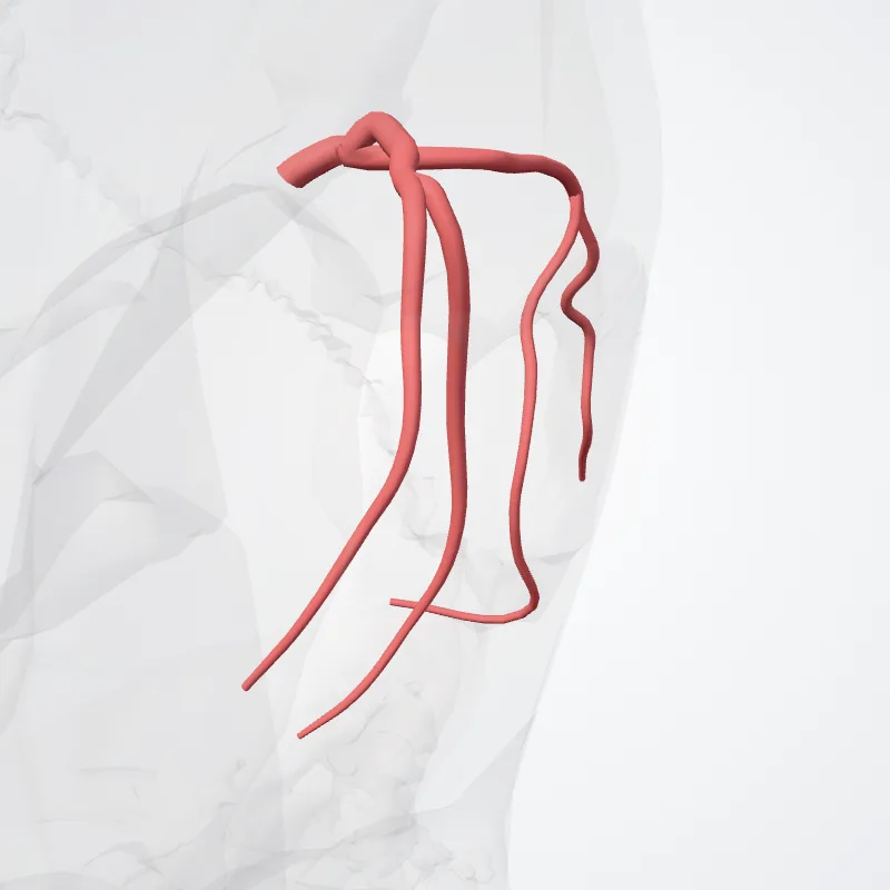 Anterior temporal branch highlighted in a 3D model of the human body