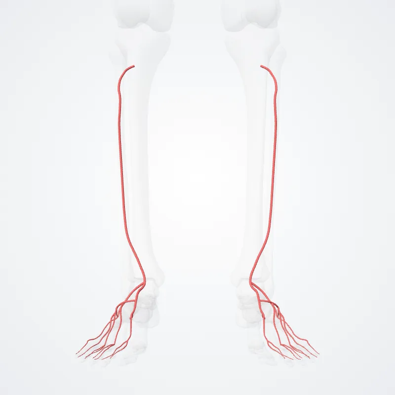 Arteria tibialis anterior (Anterior tibial artery) hervorgehoben in einem 3D-Modell des menschlichen Körpers