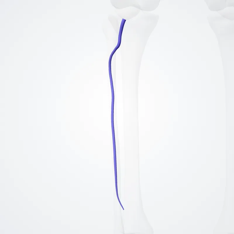 Venae tibiales anteriores (Anterior tibial veins) hervorgehoben in einem 3D-Modell des menschlichen Körpers