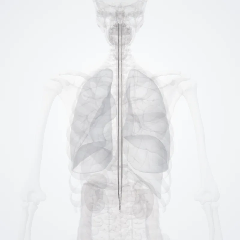 Fasciculus anterolateralis (Anterolateral fasciculus) hervorgehoben in einem 3D-Modell des menschlichen Körpers