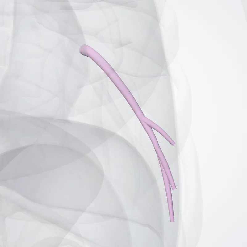 (Anteromedial basal segmental bronchus of left lung) ((Bronchus segmentalis basalis anteromed. pulmonis sinistri)) highlighted in a 3D model of the human body