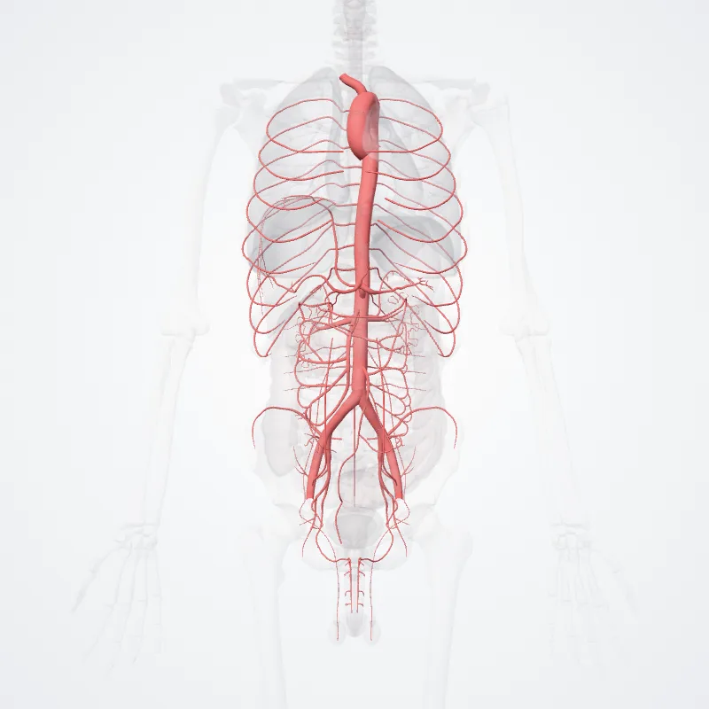 Aorta hervorgehoben in einem 3D-Modell des menschlichen Körpers