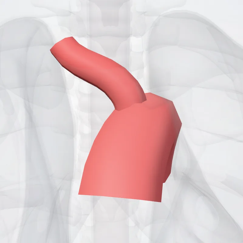 Arcus aortae (Aortic arch) hervorgehoben in einem 3D-Modell des menschlichen Körpers