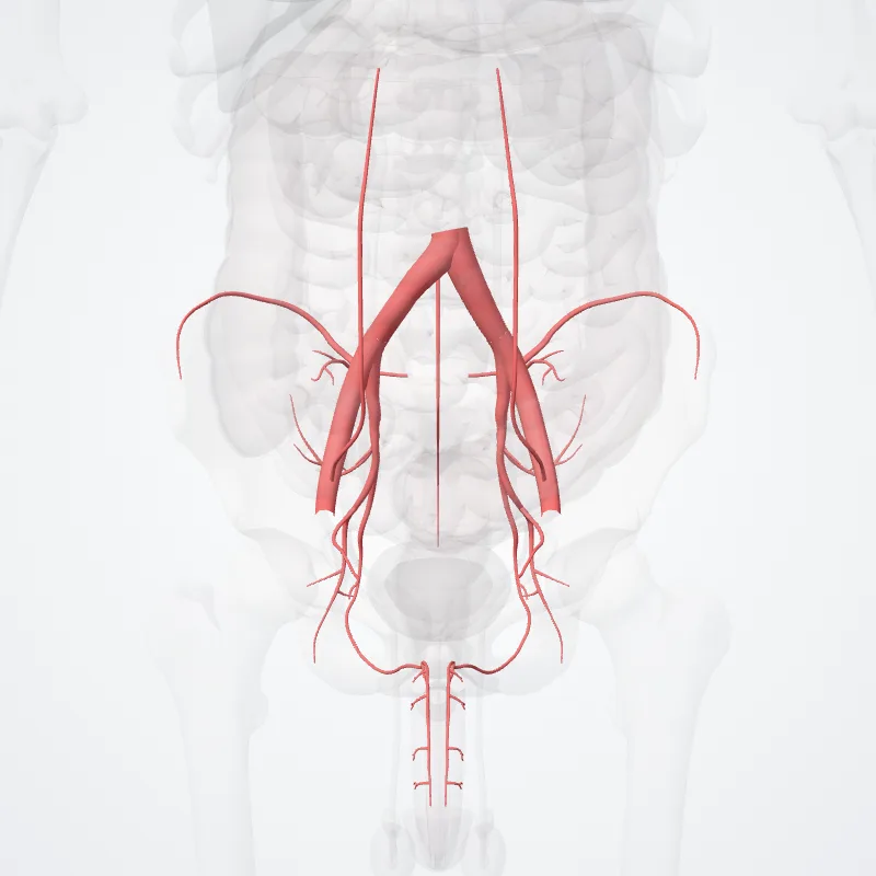 Aortic bifurcation (Bifurcation aortae) highlighted in a 3D model of the human body