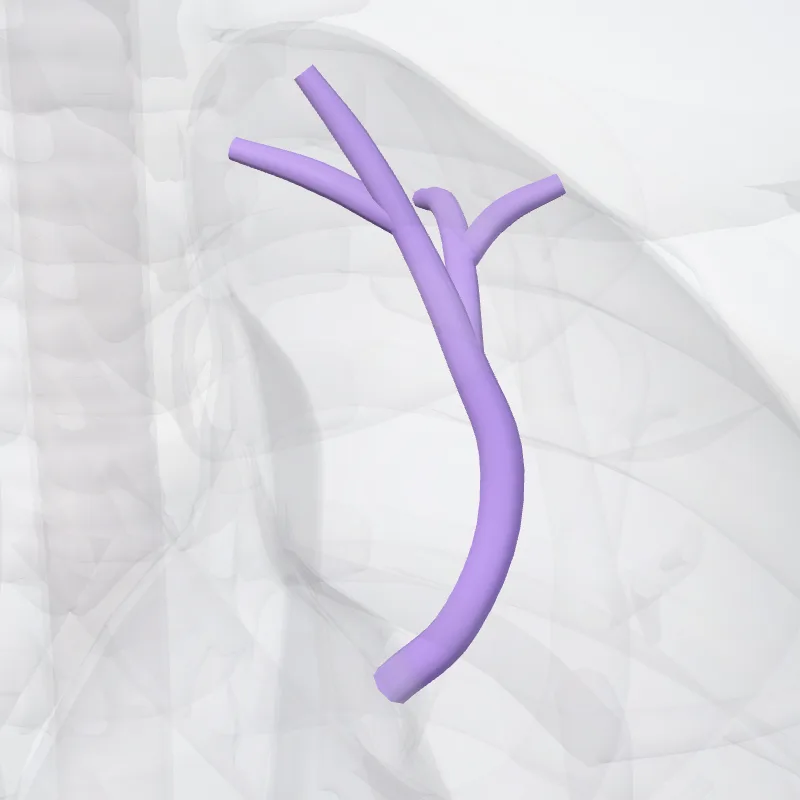 Apical segmental artery of left lung (Arteria segmentalis apicalis pulmonis sinistri) highlighted in a 3D model of the human body