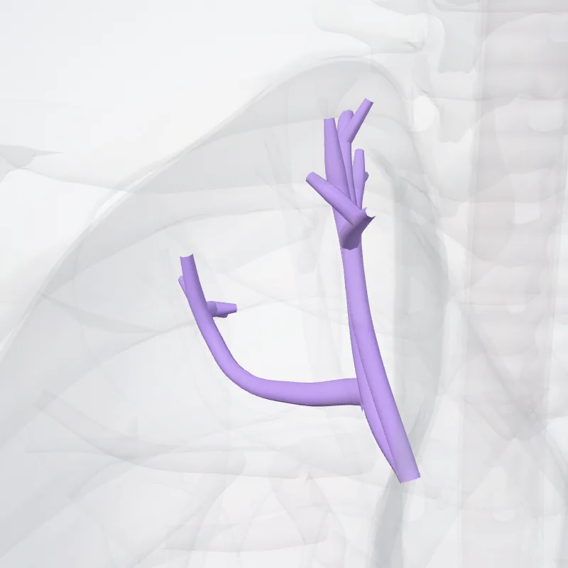 Arteria segmentalis apicalis pulmonis dextri (Apical segmental artery of right lung) hervorgehoben in einem 3D-Modell des menschlichen Körpers