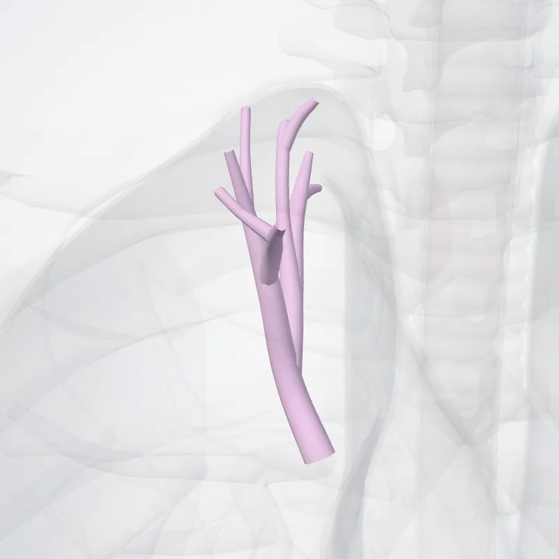 Bronchus segmentalis apicalis pulmonis dextri (BI) (Apical segmental bronchus of right lung (BI)) hervorgehoben in einem 3D-Modell des menschlichen Körpers