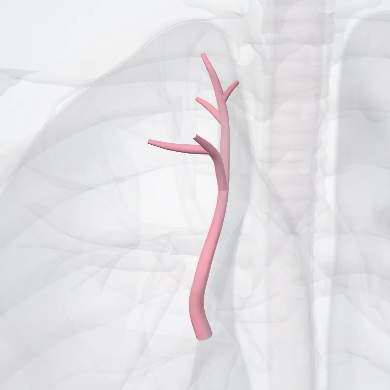 Apical vein of right lung (Vena apicalis pulmonis dextri) highlighted in a 3D model of the human body