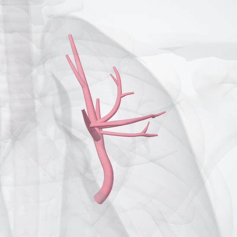 Vena apicoposterior pulmonis sinistri (Apicoposterior vein of left lung) hervorgehoben in einem 3D-Modell des menschlichen Körpers