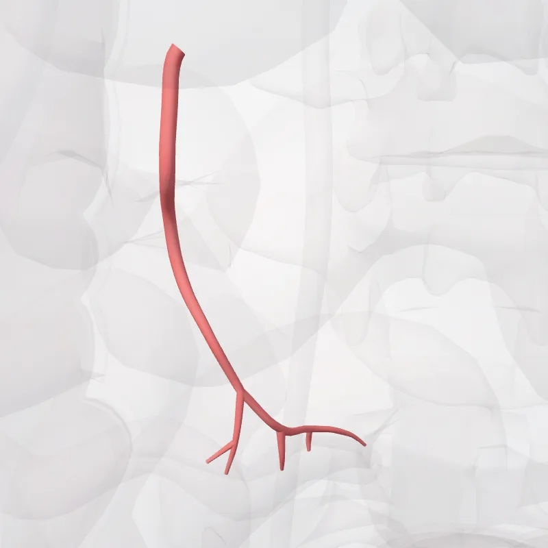 Arteria appendicularis (Appendicular artery) hervorgehoben in einem 3D-Modell des menschlichen Körpers