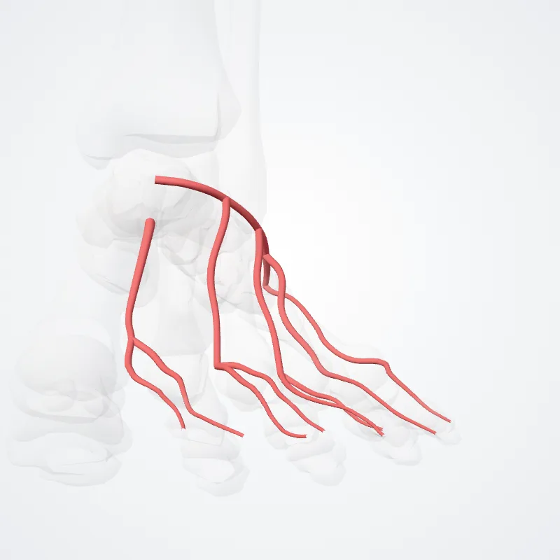 Arteria arcuata (Arcuate artery) hervorgehoben in einem 3D-Modell des menschlichen Körpers