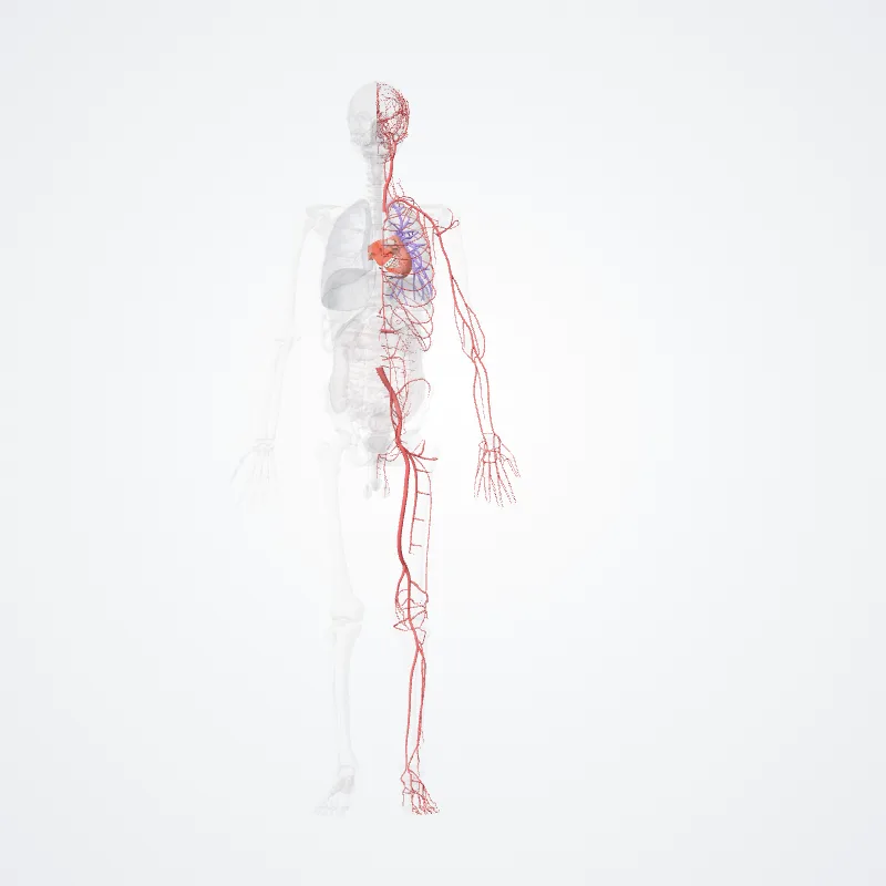 Arterial system (Sistema arteriosum) highlighted in a 3D model of the human body