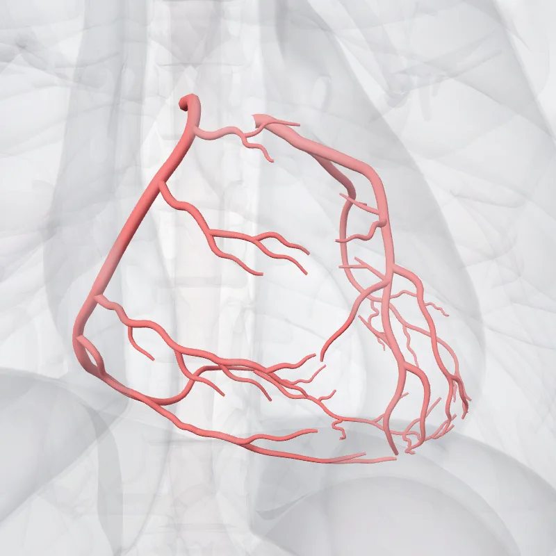 Arteries of heart (Arteriae cardiacae) highlighted in a 3D model of the human body
