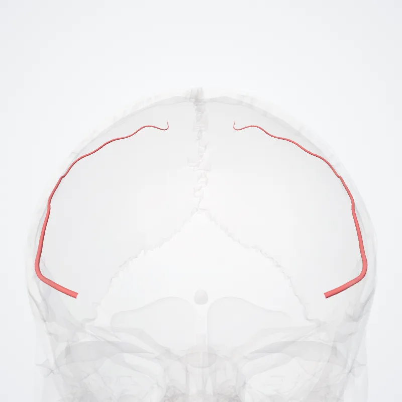 Artery of central sulcus highlighted in a 3D model of the human body