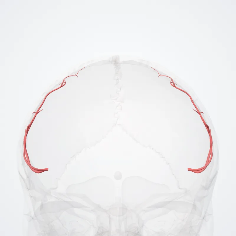 Artery of precentral sulcus highlighted in a 3D model of the human body