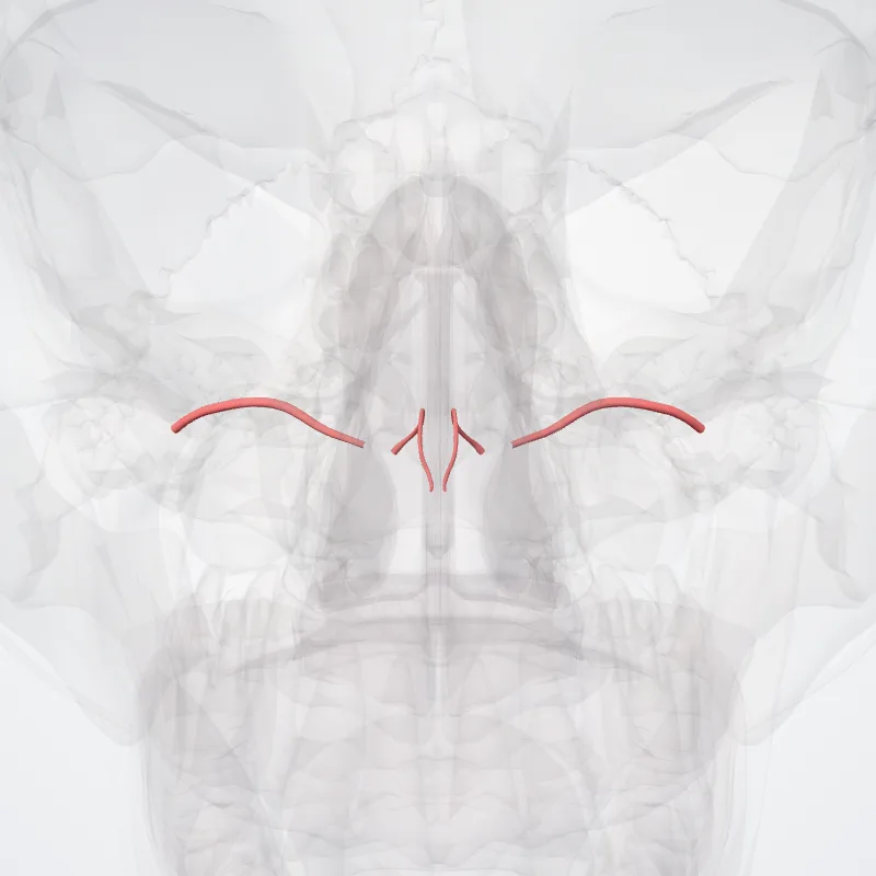 Arteria canalis pterygoidei (Artery of pterygoid canal) hervorgehoben in einem 3D-Modell des menschlichen Körpers