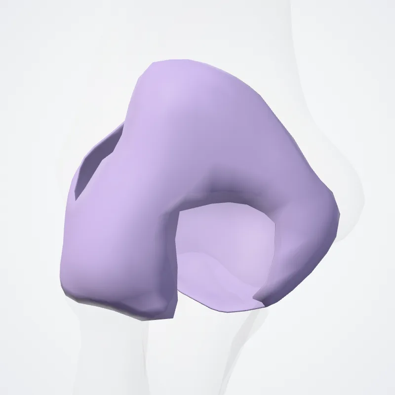 Capsula articularis articulation cubiti (Articular capsule of elbow joint) hervorgehoben in einem 3D-Modell des menschlichen Körpers