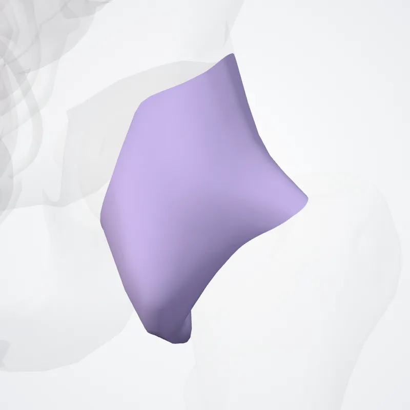 Articular capsule of hip joint (Capsula articularis coxae) highlighted in a 3D model of the human body