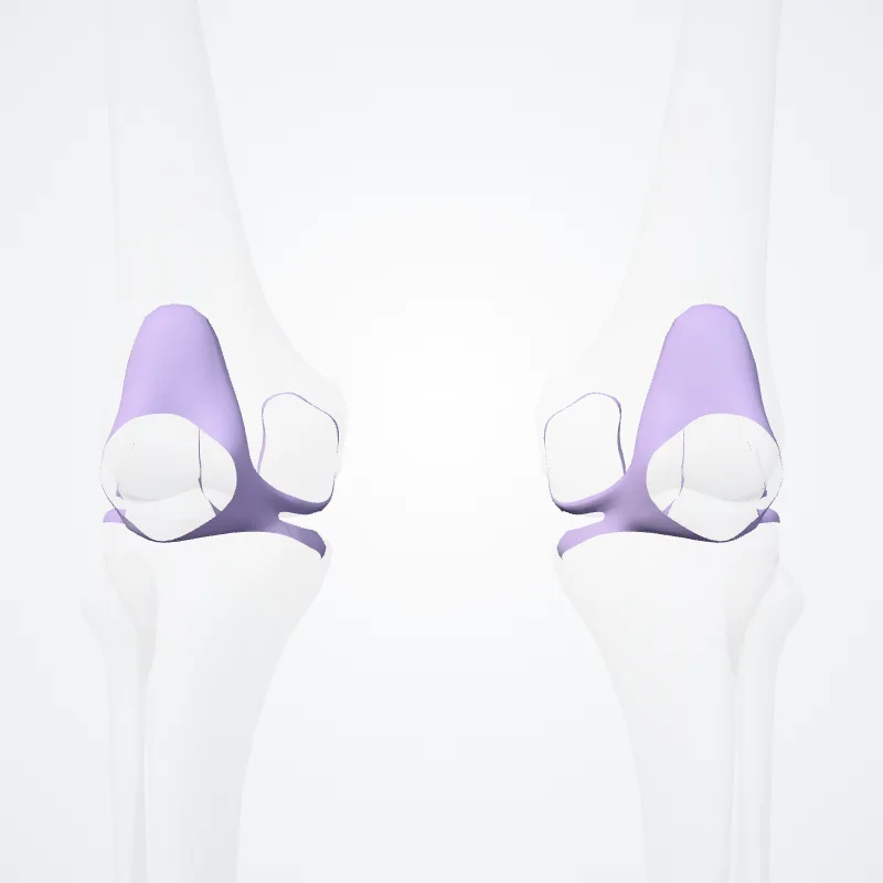 Articular capsule of knee joint (Capsula articularis genus) highlighted in a 3D model of the human body