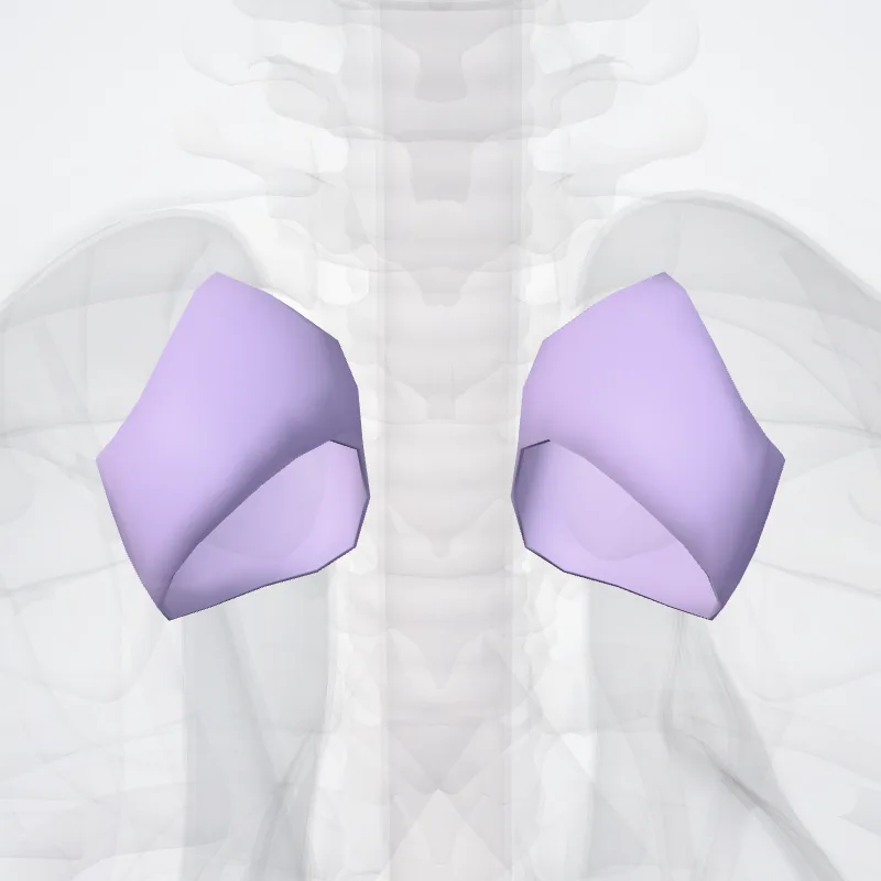 Capsula articularis articuli sternoclavicularis (Articular capsule of sternoclavicular joint) hervorgehoben in einem 3D-Modell des menschlichen Körpers
