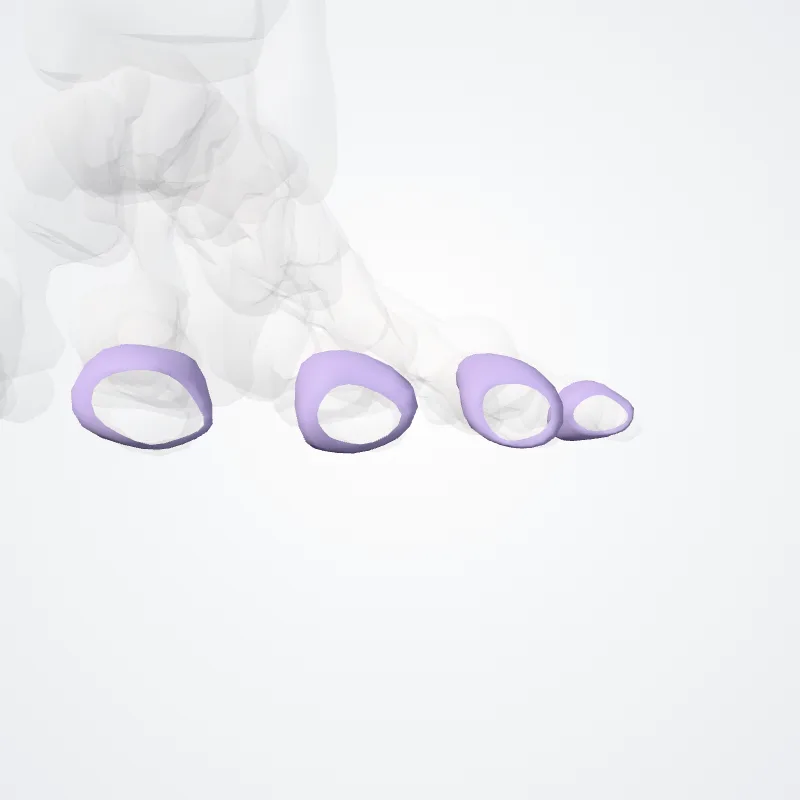 Capsulae articulares distali art. interphalangelorum pedis (Articular capsules of distal interphalangeal joints of foot) hervorgehoben in einem 3D-Modell des menschlichen Körpers