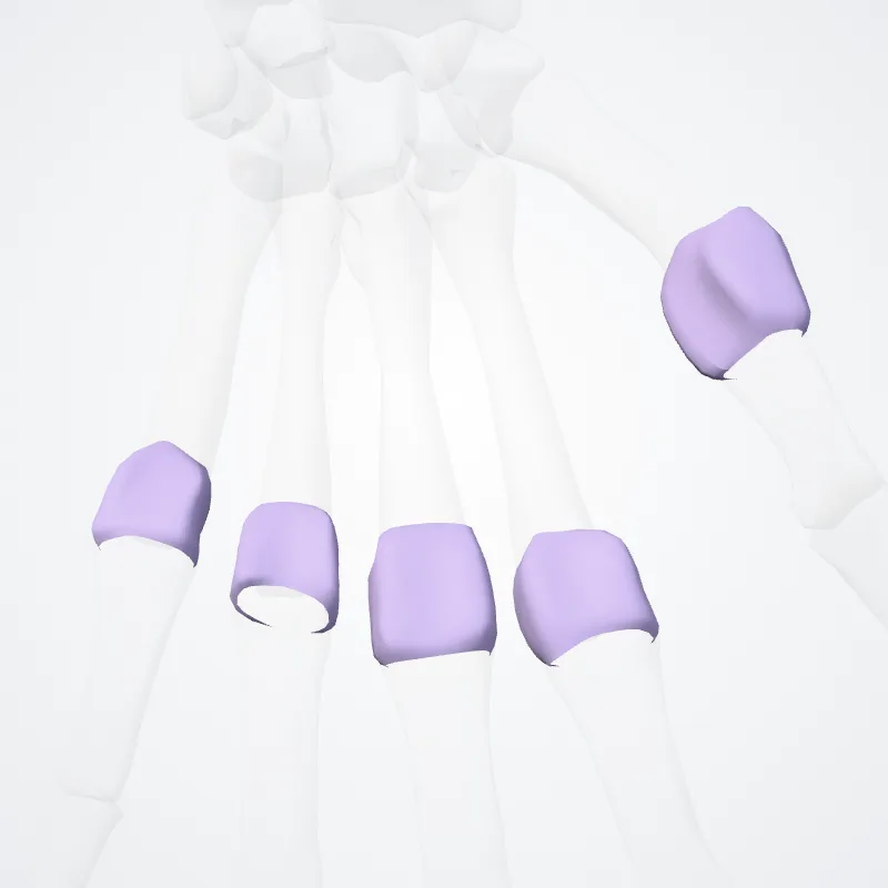 Capsulae articulariae articulationes metacarpophalangeae (Articular capsules of metacarpophalangeal joints) hervorgehoben in einem 3D-Modell des menschlichen Körpers
