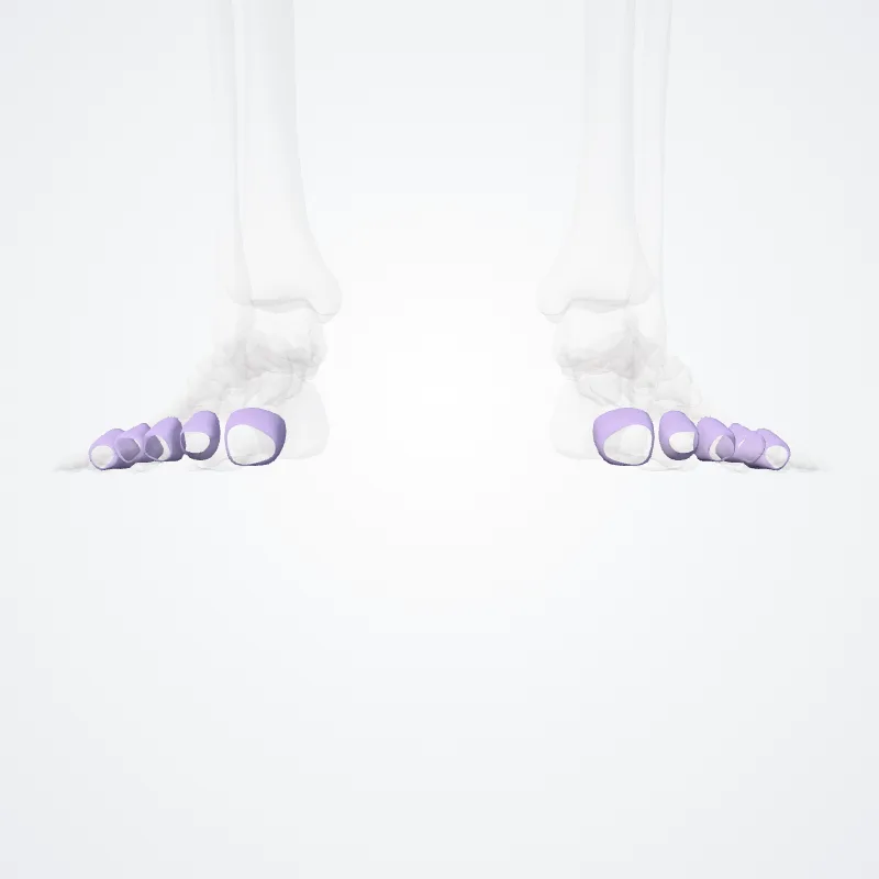 Articular capsules of metatarsophalangeal joints (Capsulae articulareae articulationes glenohumerae) highlighted in a 3D model of the human body