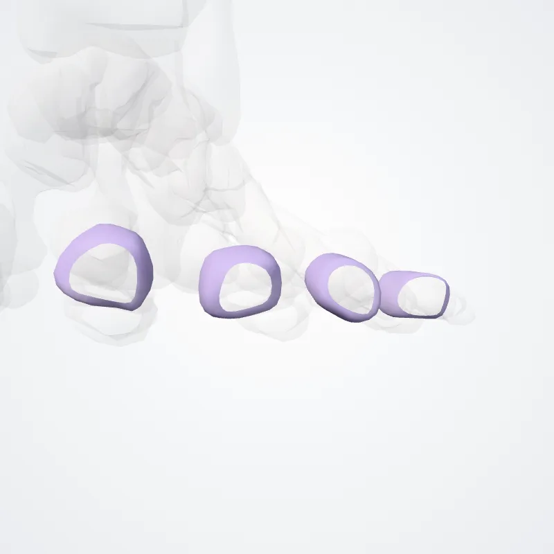 Capsulae articulares art. interphalangelorum prox. pedis (Articular capsules of proximal interphalangeal joints of foot) hervorgehoben in einem 3D-Modell des menschlichen Körpers