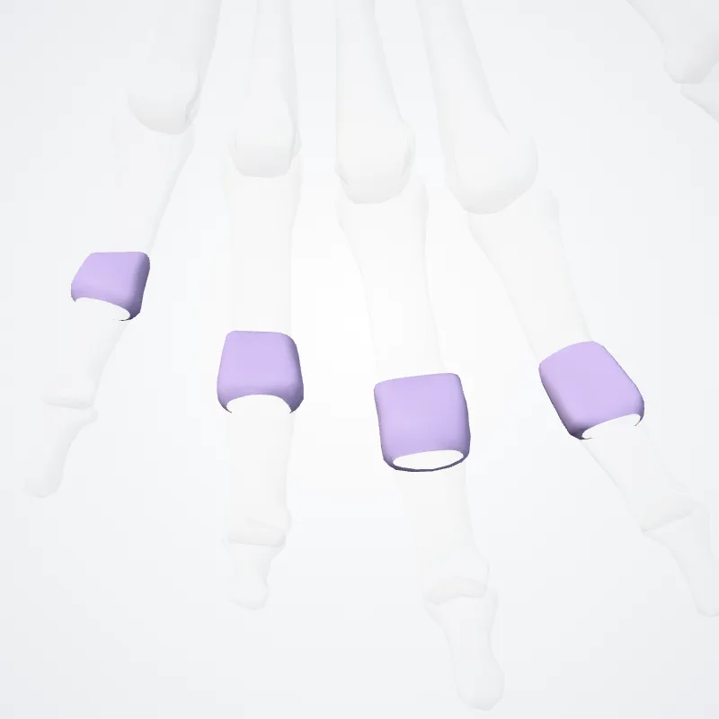 Capsulae articulareae art. interphalangeae proximalis (Articular capsules of proximal interphalangeal joints) hervorgehoben in einem 3D-Modell des menschlichen Körpers