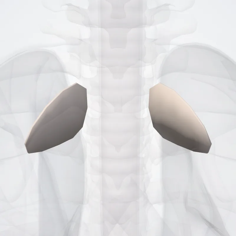Articular disc of sternoclavicular joint (Discus articulationis sternoclavicularis) highlighted in a 3D model of the human body